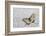 Apollo Butterfly on Silver Pheasant Feather Pattern-Darrell Gulin-Framed Photographic Print