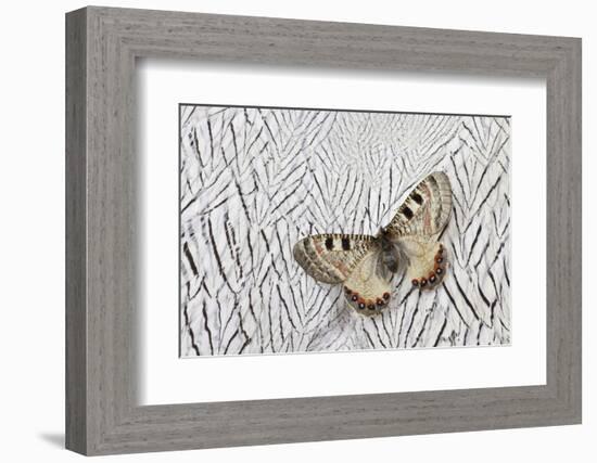 Apollo Butterfly on Silver Pheasant Feather Pattern-Darrell Gulin-Framed Photographic Print