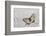 Apollo Butterfly on Silver Pheasant Feather Pattern-Darrell Gulin-Framed Photographic Print