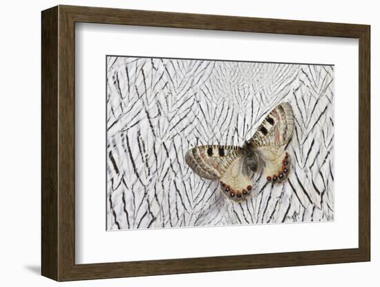 Apollo Butterfly on Silver Pheasant Feather Pattern-Darrell Gulin-Framed Photographic Print