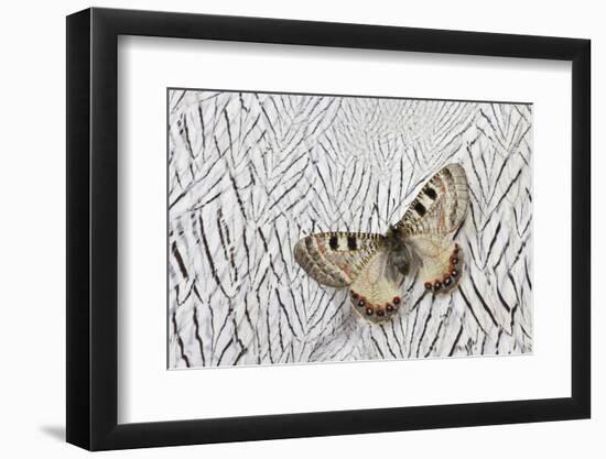 Apollo Butterfly on Silver Pheasant Feather Pattern-Darrell Gulin-Framed Photographic Print