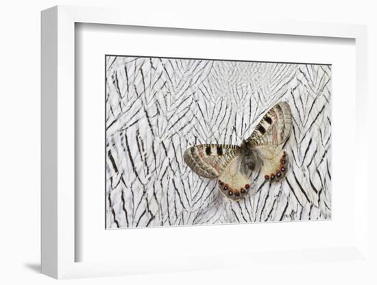 Apollo Butterfly on Silver Pheasant Feather Pattern-Darrell Gulin-Framed Photographic Print