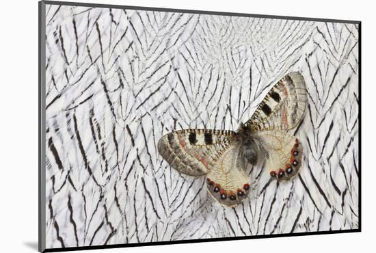 Apollo Butterfly on Silver Pheasant Feather Pattern-Darrell Gulin-Mounted Photographic Print
