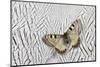 Apollo Butterfly on Silver Pheasant Feather Pattern-Darrell Gulin-Mounted Photographic Print