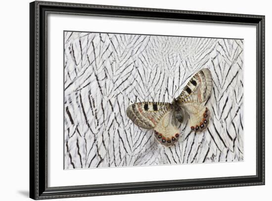 Apollo Butterfly on Silver Pheasant Feather Pattern-Darrell Gulin-Framed Photographic Print