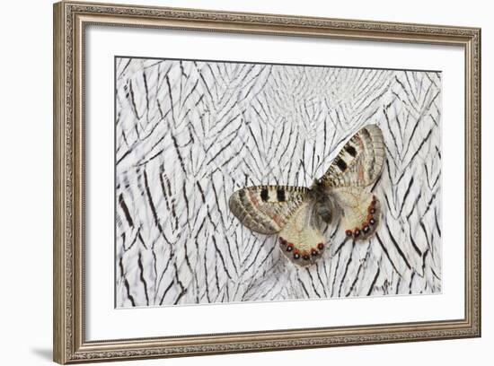 Apollo Butterfly on Silver Pheasant Feather Pattern-Darrell Gulin-Framed Photographic Print