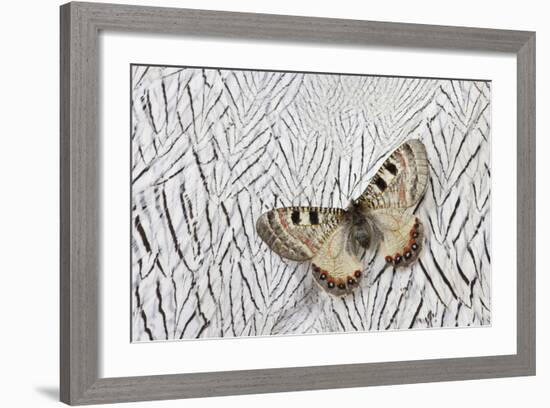 Apollo Butterfly on Silver Pheasant Feather Pattern-Darrell Gulin-Framed Photographic Print