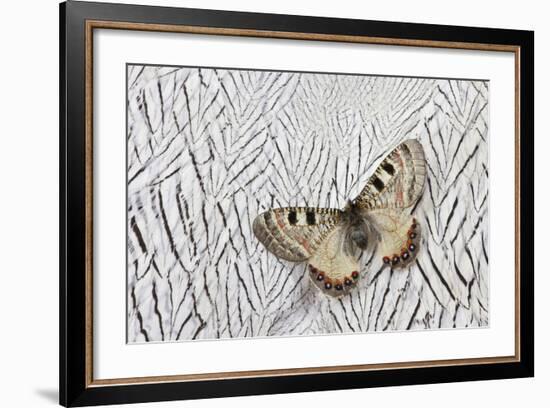 Apollo Butterfly on Silver Pheasant Feather Pattern-Darrell Gulin-Framed Photographic Print