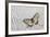 Apollo Butterfly on Silver Pheasant Feather Pattern-Darrell Gulin-Framed Photographic Print