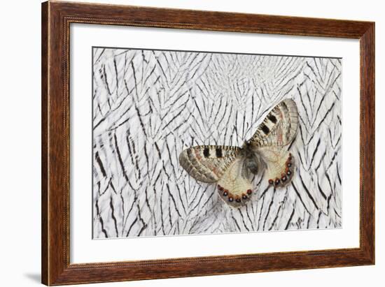 Apollo Butterfly on Silver Pheasant Feather Pattern-Darrell Gulin-Framed Photographic Print