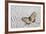 Apollo Butterfly on Silver Pheasant Feather Pattern-Darrell Gulin-Framed Photographic Print