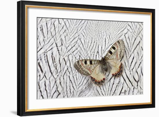 Apollo Butterfly on Silver Pheasant Feather Pattern-Darrell Gulin-Framed Photographic Print