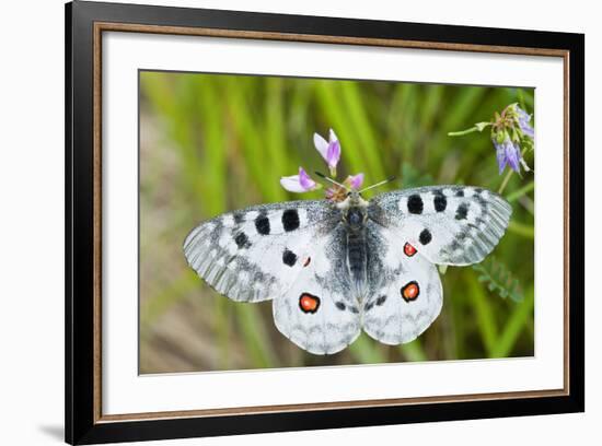 Apollo Butterfly (Parnassius Apollo) on Flowers, Fliess, Naturpark Kaunergrat, Tirol, Austria-Benvie-Framed Photographic Print