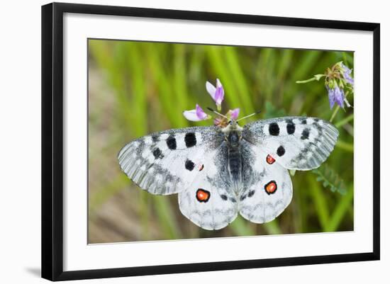 Apollo Butterfly (Parnassius Apollo) on Flowers, Fliess, Naturpark Kaunergrat, Tirol, Austria-Benvie-Framed Photographic Print