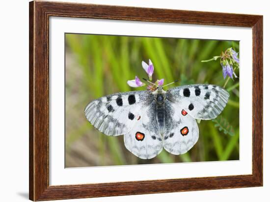 Apollo Butterfly (Parnassius Apollo) on Flowers, Fliess, Naturpark Kaunergrat, Tirol, Austria-Benvie-Framed Photographic Print