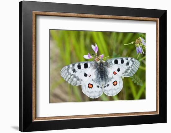 Apollo Butterfly (Parnassius Apollo) on Flowers, Fliess, Naturpark Kaunergrat, Tirol, Austria-Benvie-Framed Photographic Print