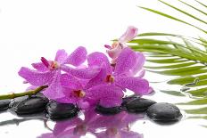 Row of Stones and Orchid with Reflection-Apollofoto-Photographic Print