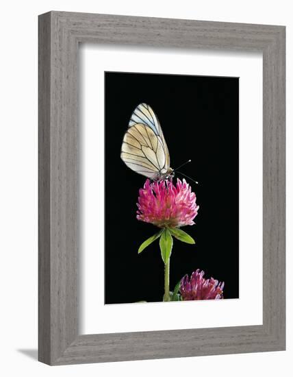 Aporia Crataegi (Black-Veined White Butterfly)-Paul Starosta-Framed Photographic Print