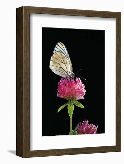 Aporia Crataegi (Black-Veined White Butterfly)-Paul Starosta-Framed Photographic Print