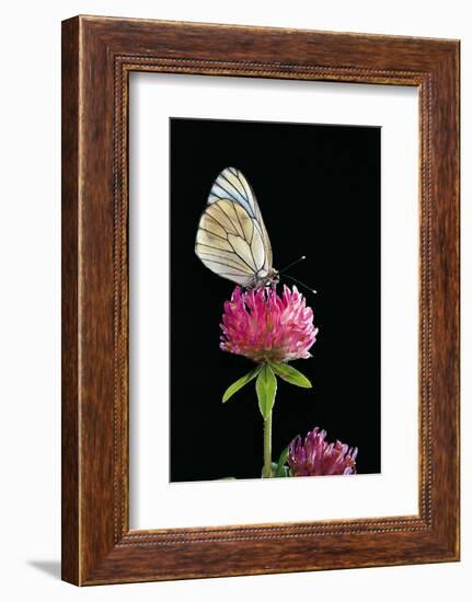 Aporia Crataegi (Black-Veined White Butterfly)-Paul Starosta-Framed Photographic Print