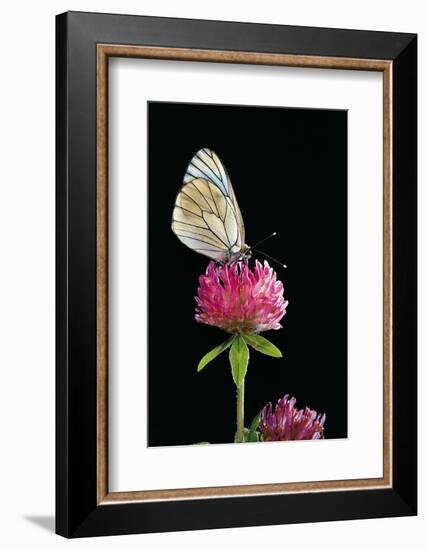 Aporia Crataegi (Black-Veined White Butterfly)-Paul Starosta-Framed Photographic Print