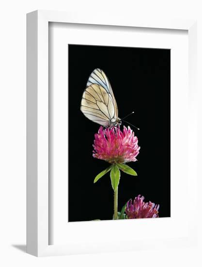 Aporia Crataegi (Black-Veined White Butterfly)-Paul Starosta-Framed Photographic Print