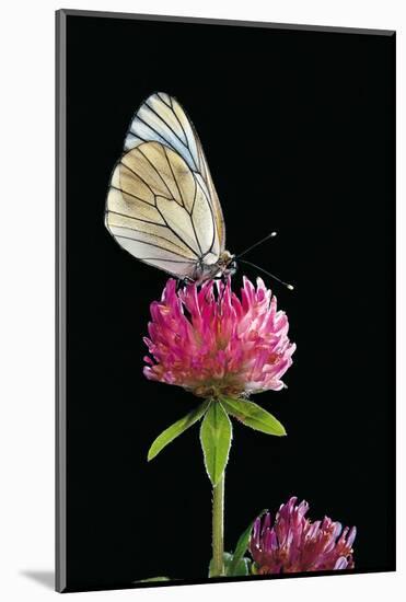 Aporia Crataegi (Black-Veined White Butterfly)-Paul Starosta-Mounted Photographic Print