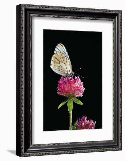 Aporia Crataegi (Black-Veined White Butterfly)-Paul Starosta-Framed Photographic Print