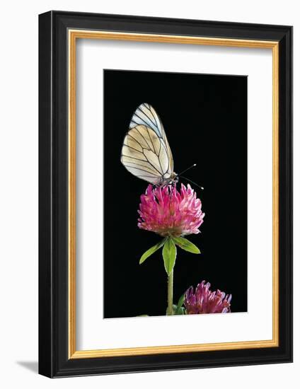 Aporia Crataegi (Black-Veined White Butterfly)-Paul Starosta-Framed Photographic Print