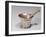 Apothecary's Pestle and Mortar, Early 18th Century (Brass and Copper)-English-Framed Giclee Print