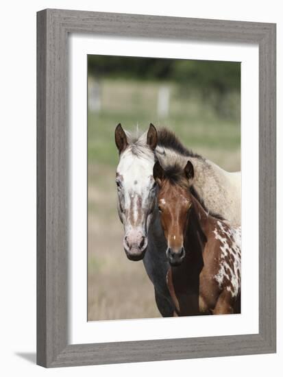 Appaloosa 002-Bob Langrish-Framed Photographic Print