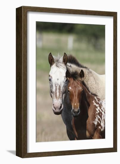 Appaloosa 002-Bob Langrish-Framed Photographic Print