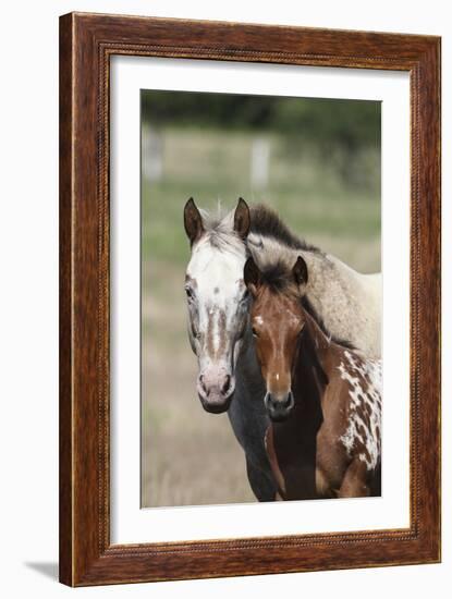 Appaloosa 002-Bob Langrish-Framed Photographic Print