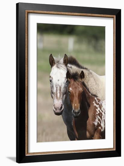 Appaloosa 002-Bob Langrish-Framed Photographic Print