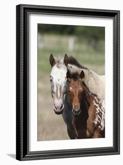 Appaloosa 002-Bob Langrish-Framed Photographic Print