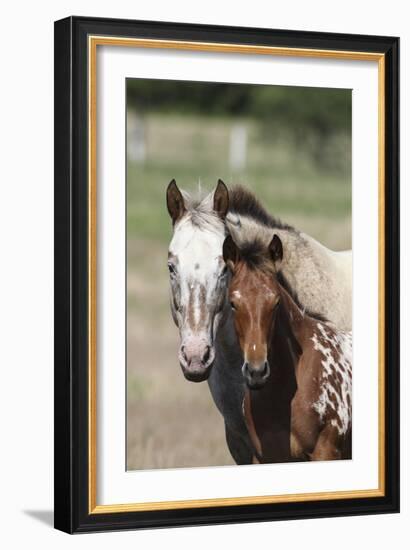 Appaloosa 002-Bob Langrish-Framed Photographic Print