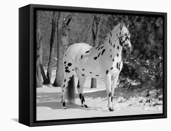 Appaloosa Horse in Snow, Illinois, USA-Lynn M. Stone-Framed Premier Image Canvas