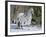 Appaloosa Horse in Snow, Illinois, USA-Lynn M. Stone-Framed Photographic Print