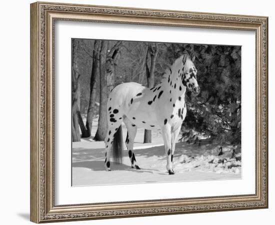 Appaloosa Horse in Snow, Illinois, USA-Lynn M. Stone-Framed Photographic Print