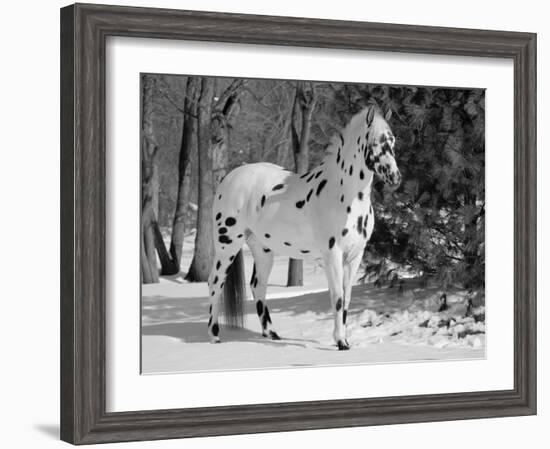 Appaloosa Horse in Snow, Illinois, USA-Lynn M. Stone-Framed Photographic Print