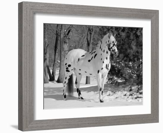 Appaloosa Horse in Snow, Illinois, USA-Lynn M. Stone-Framed Photographic Print