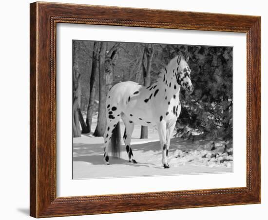 Appaloosa Horse in Snow, Illinois, USA-Lynn M. Stone-Framed Photographic Print