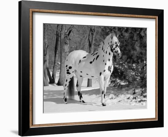 Appaloosa Horse in Snow, Illinois, USA-Lynn M. Stone-Framed Photographic Print