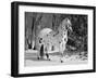 Appaloosa Horse in Snow, Illinois, USA-Lynn M. Stone-Framed Photographic Print