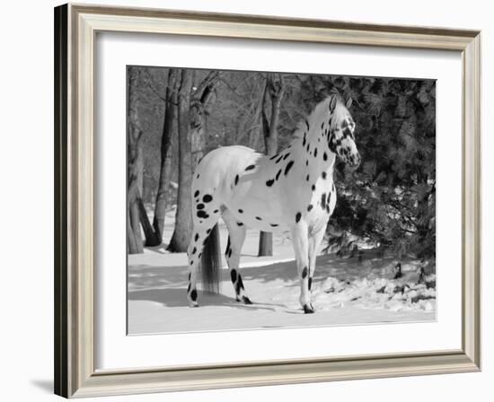 Appaloosa Horse in Snow, Illinois, USA-Lynn M. Stone-Framed Photographic Print