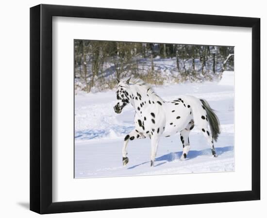 Appaloosa Horse Trotting Through Snow, USA-Lynn M^ Stone-Framed Premium Photographic Print