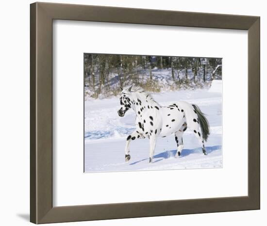 Appaloosa Horse Trotting Through Snow, USA-Lynn M^ Stone-Framed Premium Photographic Print