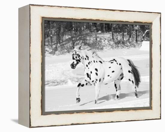 Appaloosa Horse Trotting Through Snow, USA-Lynn M. Stone-Framed Premier Image Canvas