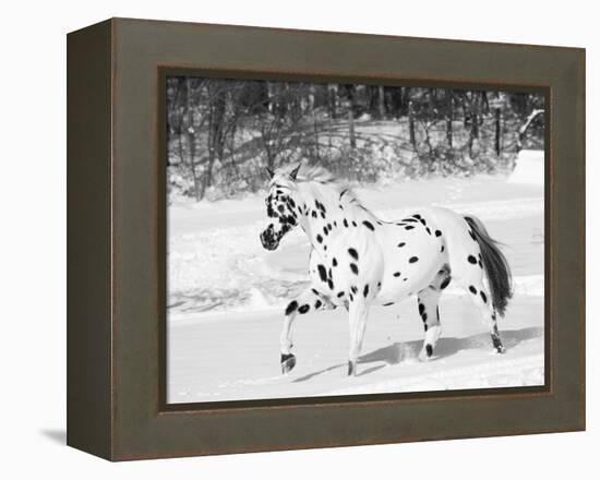 Appaloosa Horse Trotting Through Snow, USA-Lynn M. Stone-Framed Premier Image Canvas