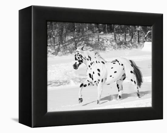 Appaloosa Horse Trotting Through Snow, USA-Lynn M. Stone-Framed Premier Image Canvas